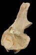 Mosasaur (Platecarpus) Dorsal Vertebrae - Kansas #48774-1